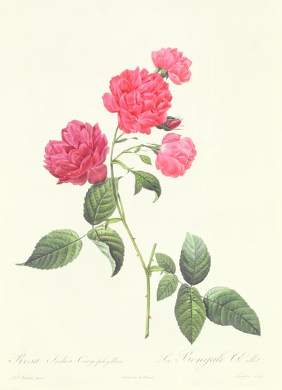 Rosa Indica Caryophyllea by Pierre Joseph Redouté